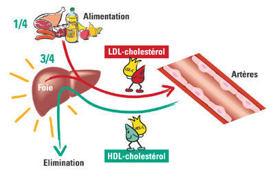le cholesterol